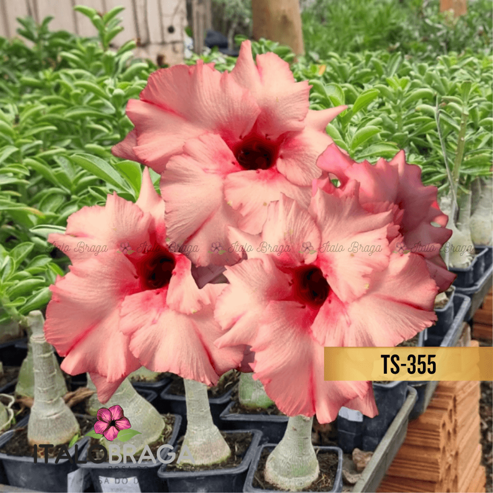Enxertada TS-355 - Adenium Obesum Flor Rara Planta Ornamental