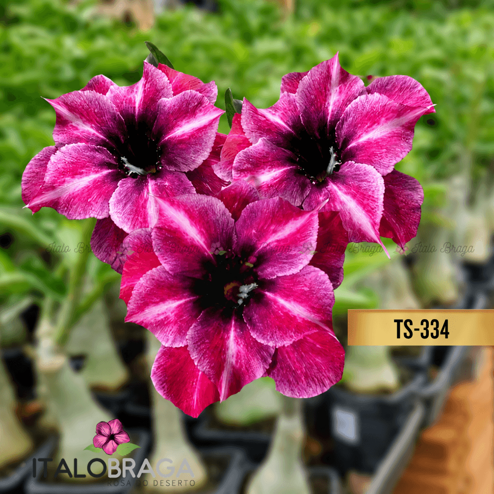 Enxertada TS-334 - Lote GG Caudex Gigante