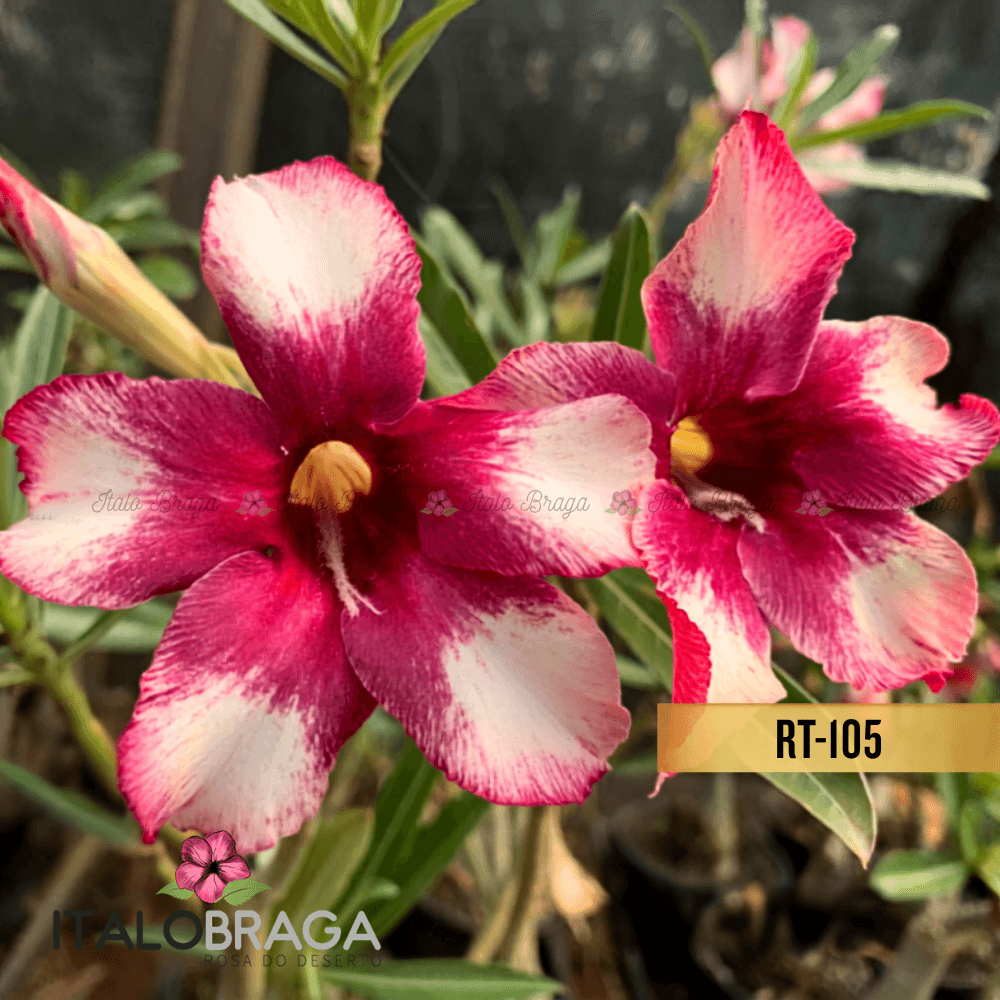 Rosa Deserto Enxertada RT-105 SINGELA