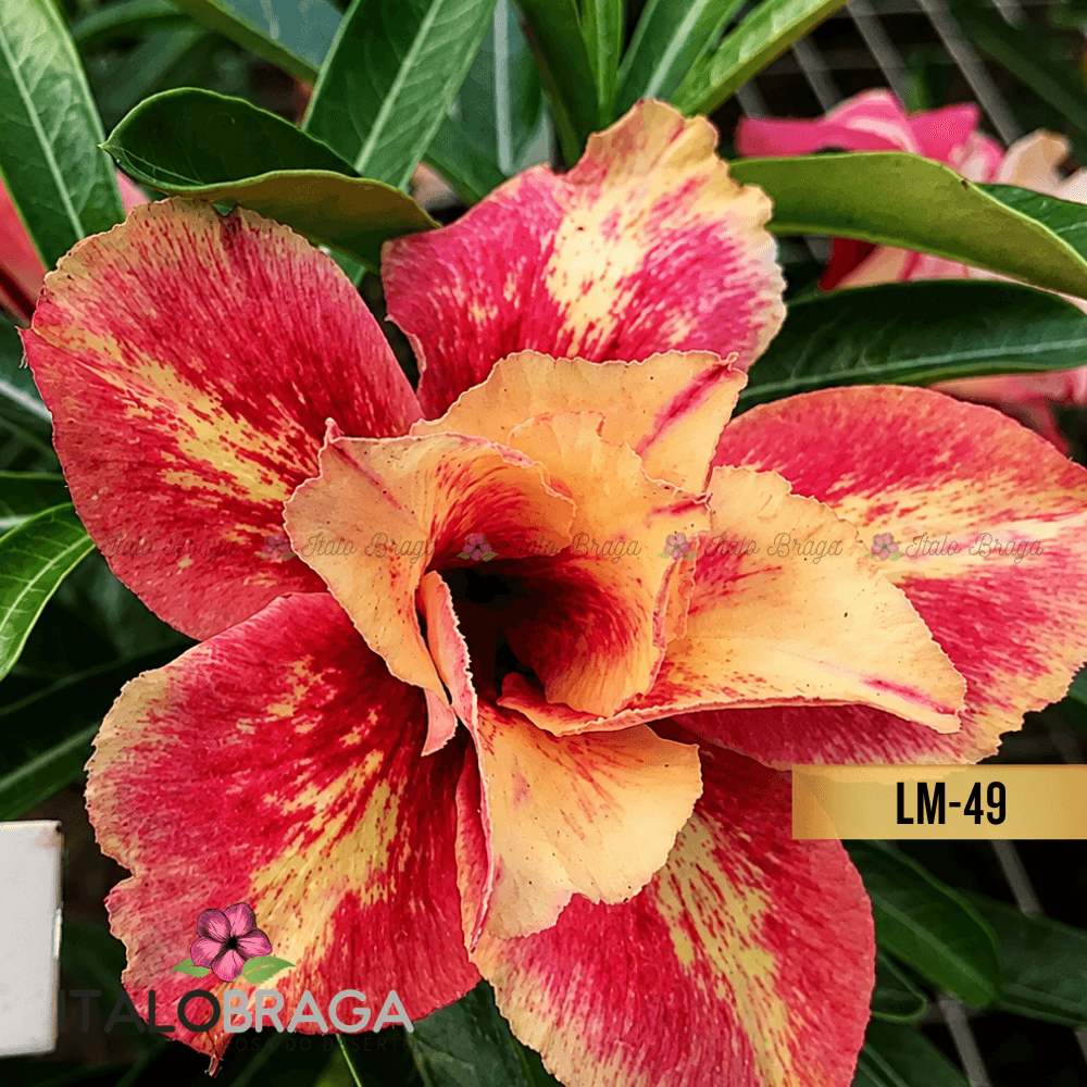 Enxertada LM-49 - Adenium Obesum Flor Rara Planta Ornamental