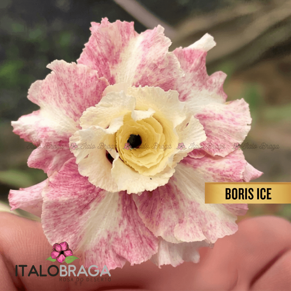 Rosa Deserto Enxertada Boris Ice Ev-71