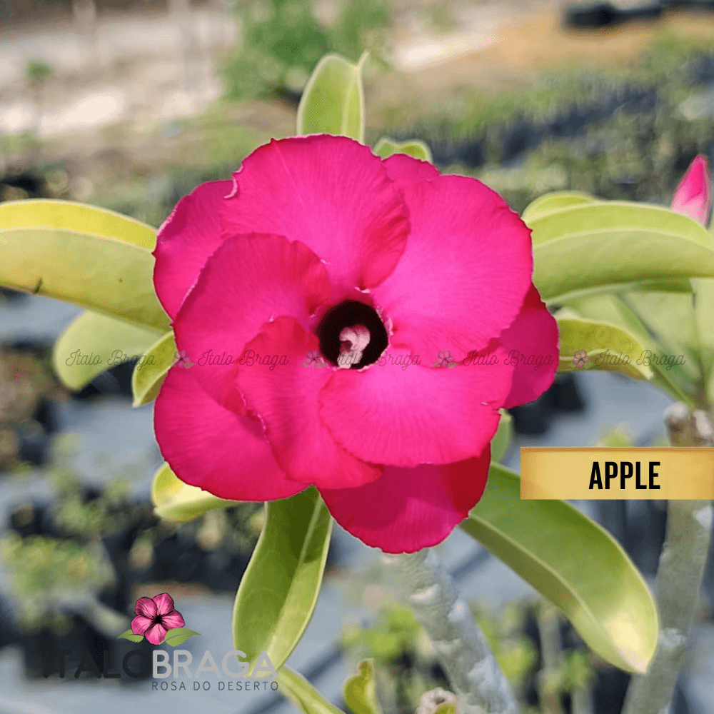 Enxertada APPLE SWAZICUM