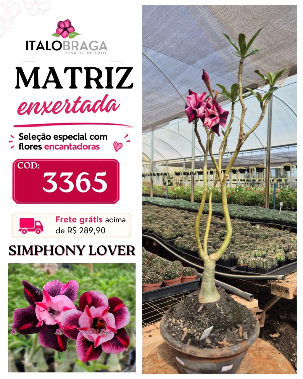 Matriz enxertada Única - COD: 3365