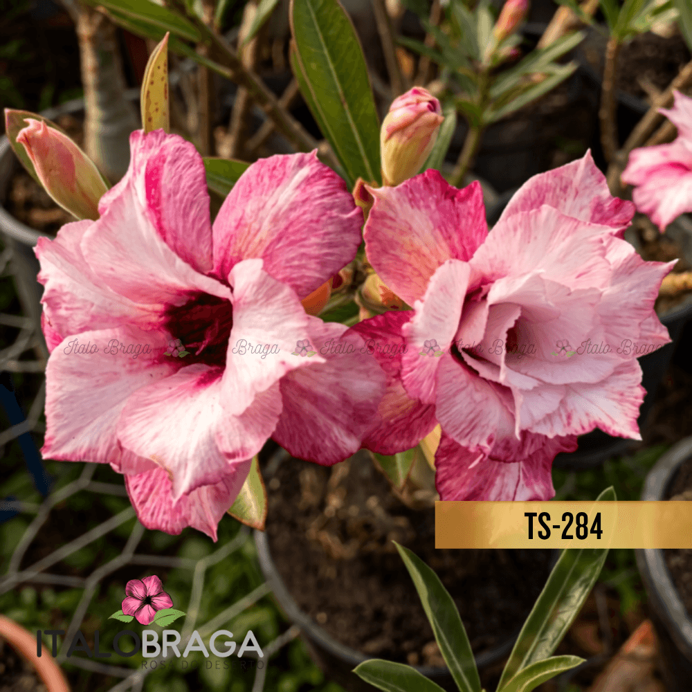 Enxertada TS-284- Adenium Obesum Flor Rara Planta Ornamental