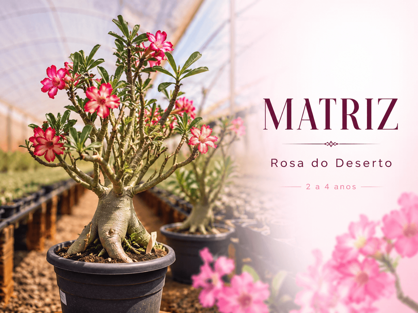 Matrizes selecionadas