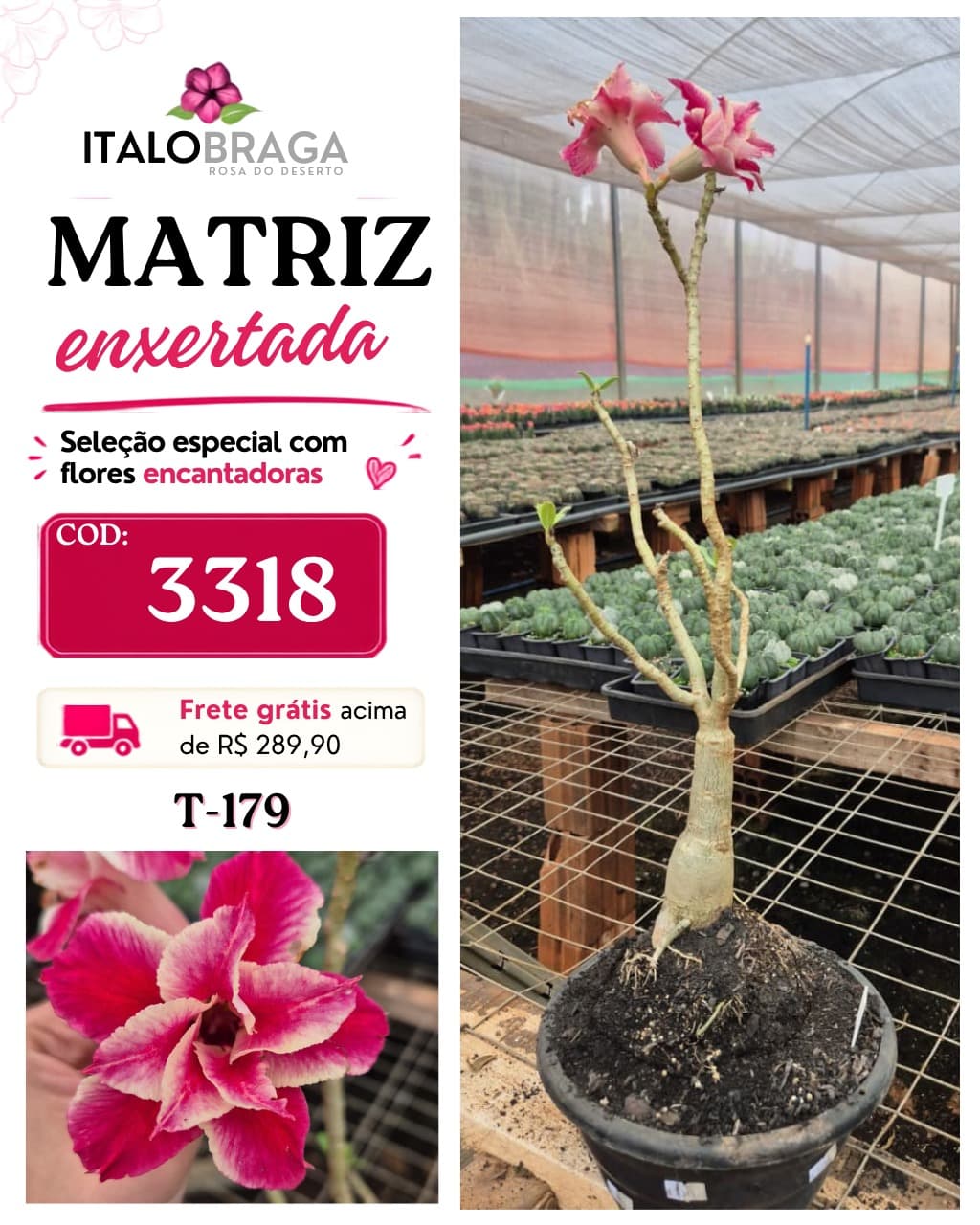 Matriz enxertada Única - COD: 3318