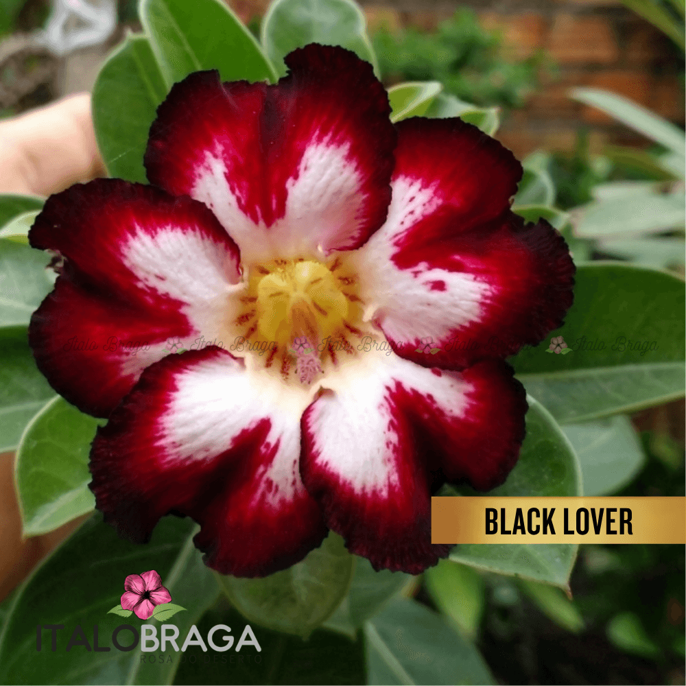 Rosa do Deserto Enxertada BLACK LOVER 2- Flor Rara