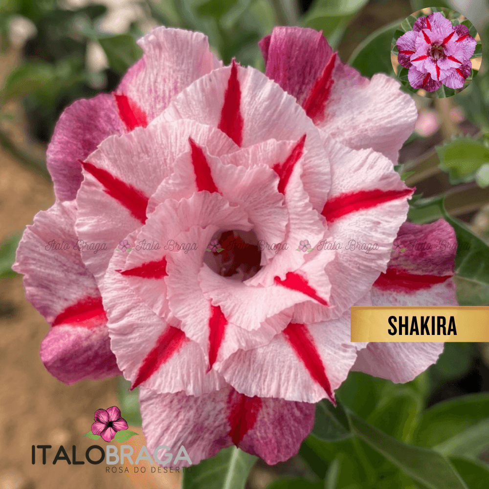 Enxertada SHAKIRA - Adenium Obesum Flor Rara Planta Ornamental