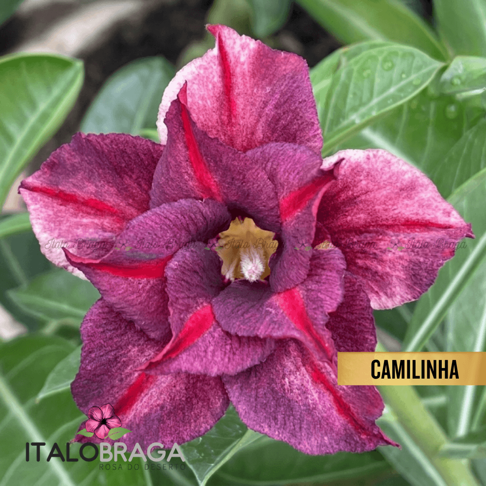 Enxertada CAMILINHA - Adenium Obesum Flor Rara Planta Ornamental