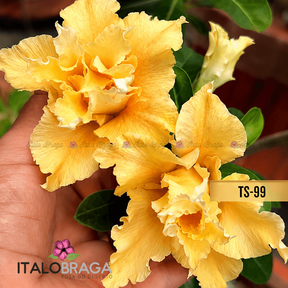 Rosa Deserto Enxertada TS-99 AMARELO DOBRADA