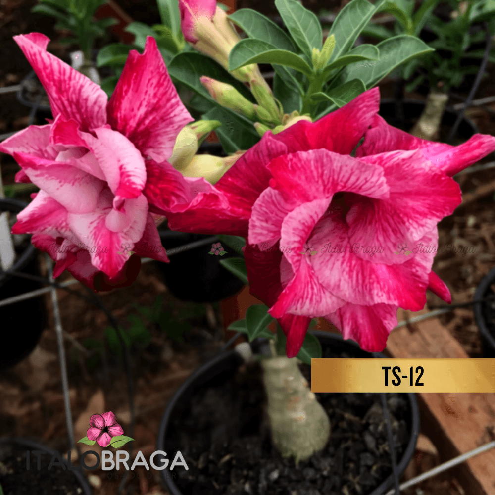 Enxertada TS-12 - Adenium Obesum Flor Rara Planta Ornamental