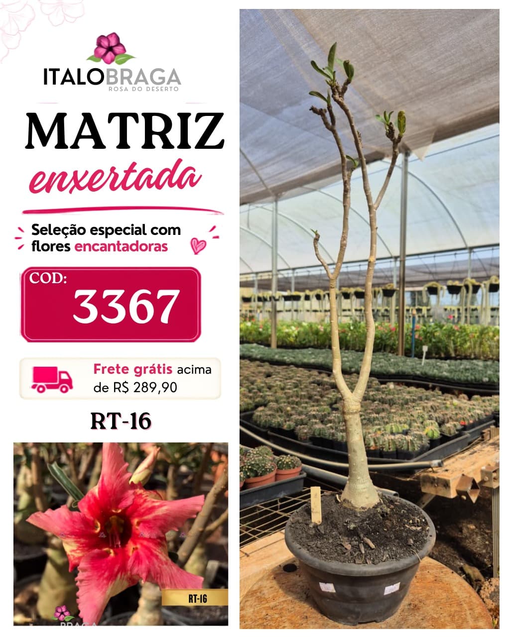 Matriz enxertada Única - COD: 3367