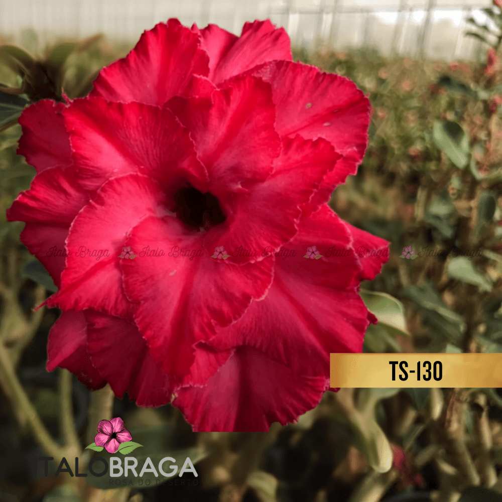 Rosa Deserto Enxertada TS-130 VERMELHO TRIPLA