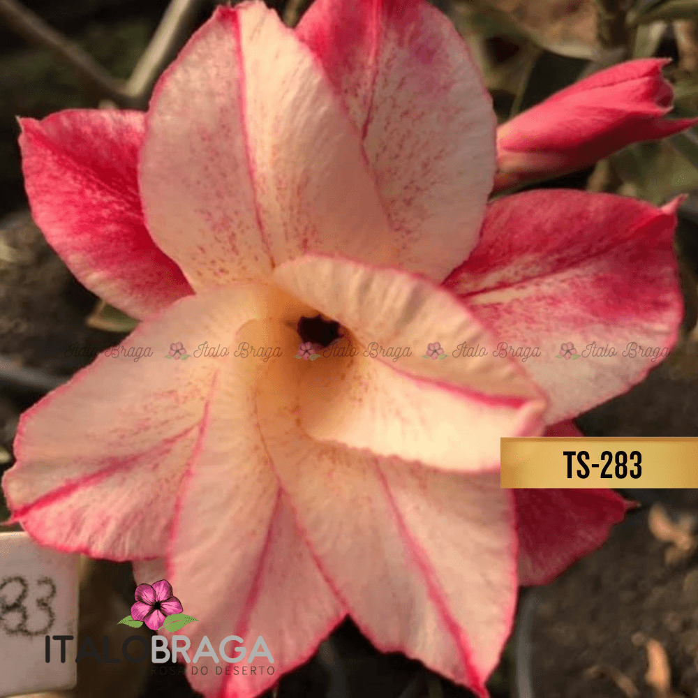 Enxertada TS-283- Adenium Obesum Flor Rara Planta Ornamental