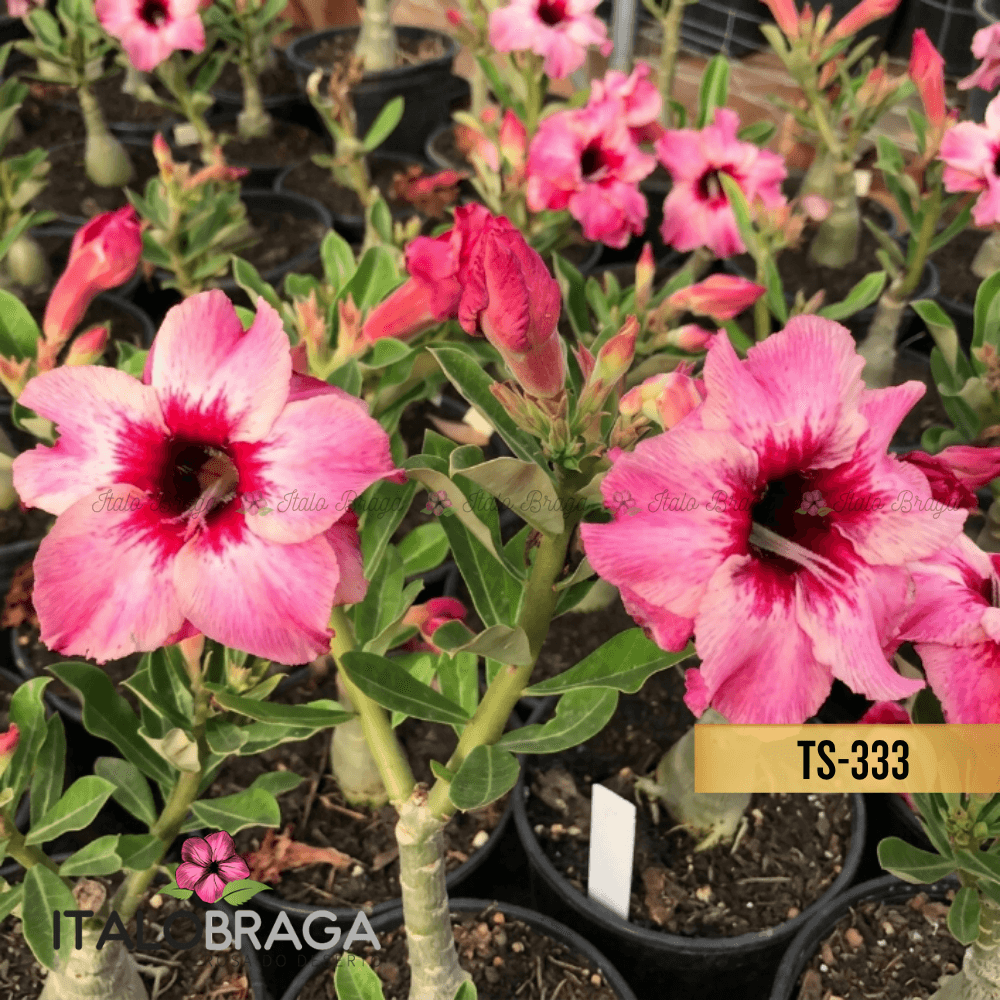 Enxertada TS-333 - Adenium Obesum Flor Rara Planta Ornamental