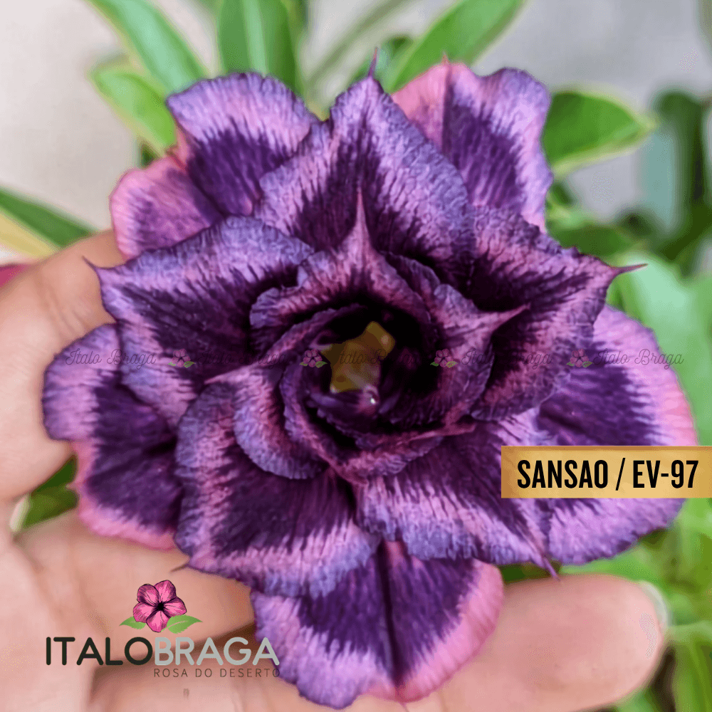 Rosa Deserto Enxertada SANSÃO EV-97