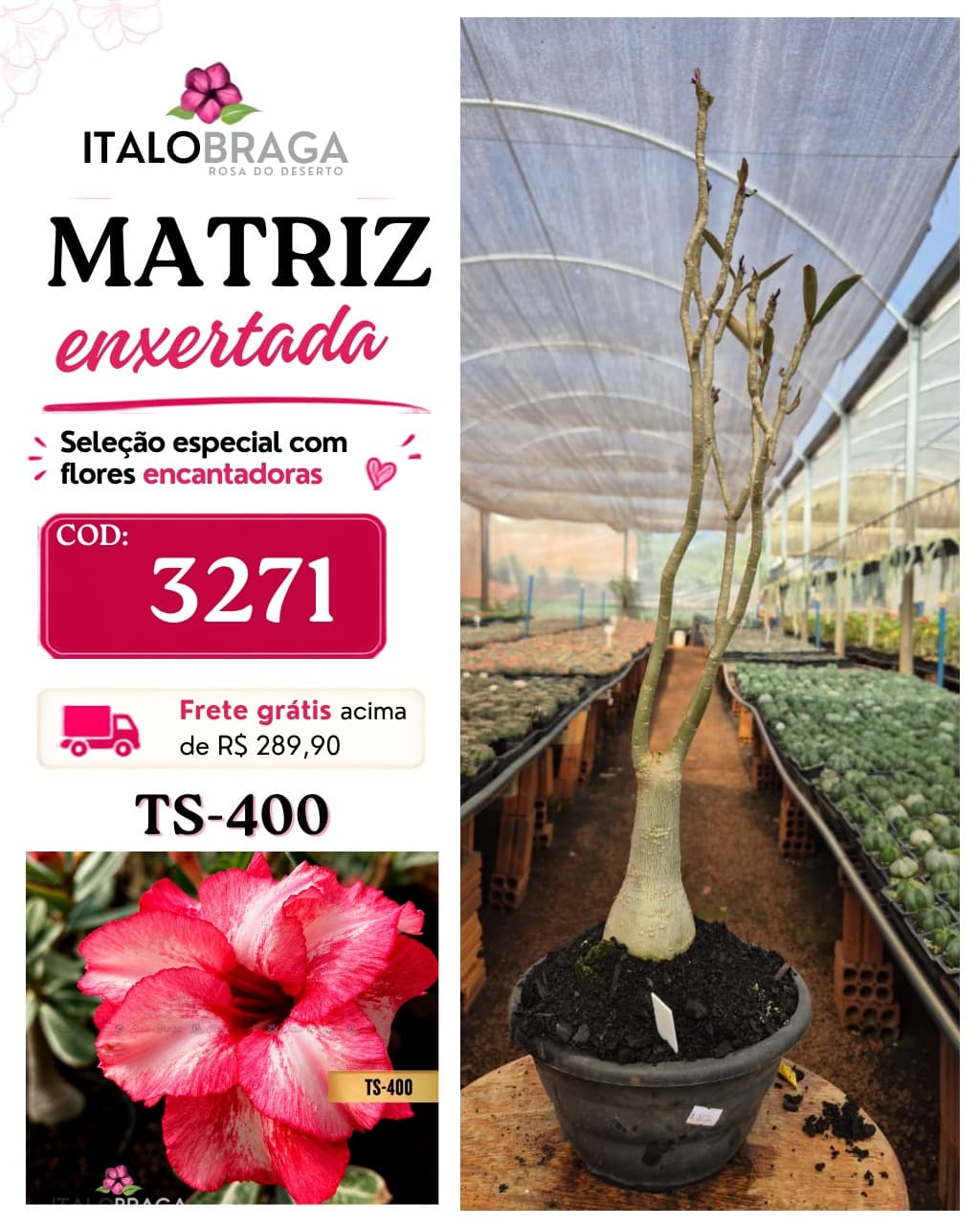 Matriz enxertada Única - COD: 3217