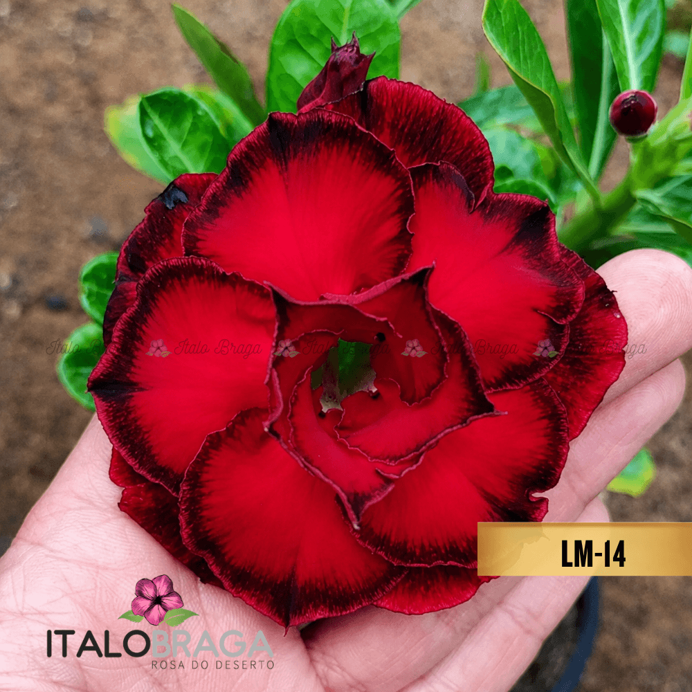 Enxertada LM-14 - Adenium Obesum Flor Rara Planta Ornamental