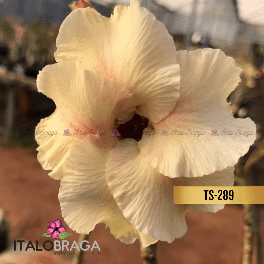 Enxertada TS-289- Adenium Obesum Flor Rara Planta Ornamental