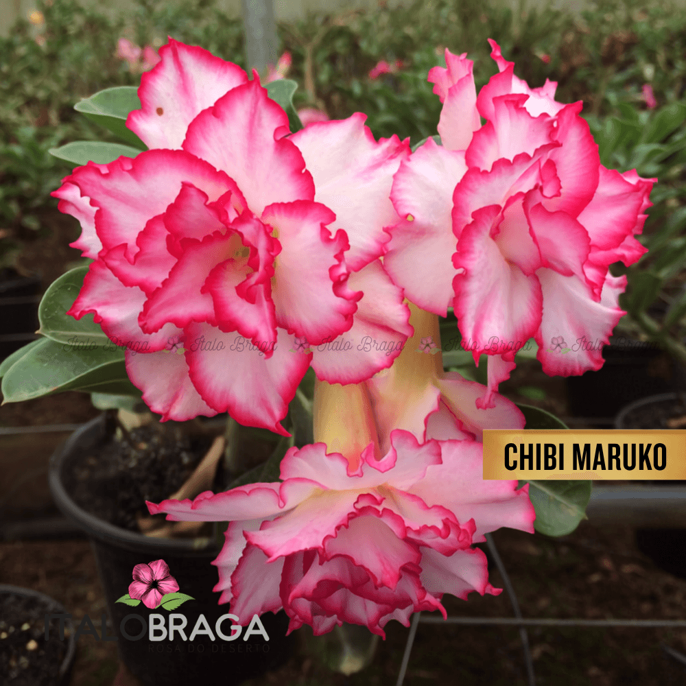 Rosa Deserto Enxertada CHIBI MARUKO L-29