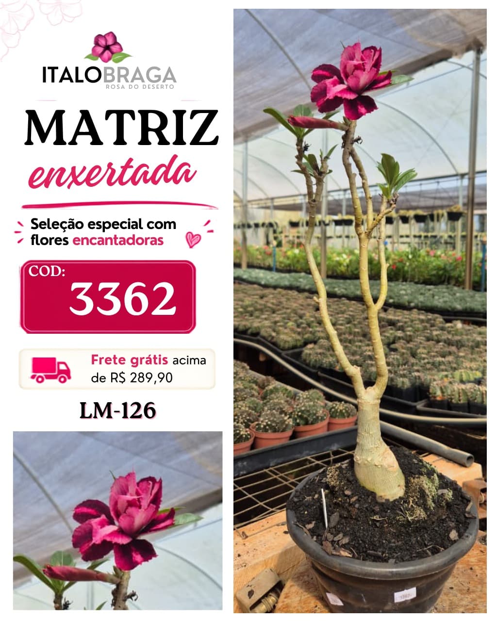 Matriz enxertada Única - COD: 3362