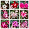 20 SEMENTES ROSA DO DESERTO CORES SORTIDAS - FRETE GRÁTIS - Image 9