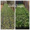 500gr Adubo Foliar 28-10-10+micros nutrientes Fertilizante - Image 5