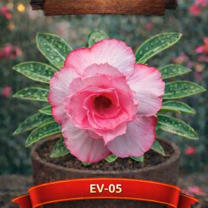 01 Rosa Do Deserto Enxertada Rosa Tripla Ev-5