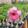 01 Rosa Do Deserto Rosa Tripla Ev-5