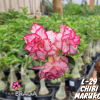 01 Rosa Do Deserto Importada L-29 / CHIBI MARUKO