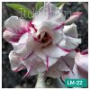 01 Rosa Do Deserto Tripla LM-22