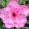 01 Rosa Do Deserto Enxerto Rosa Tripla TH-4 / PATHUMA