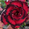 01 Rosa Do Deserto Enxerto Triple Flamingo TF