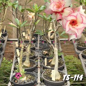 01 Rosa Do Deserto Enxerto triple red blend TS-114