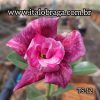01 Rosa Do Deserto Enxerto Dobrada TS-12 - Image 2