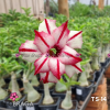 01 Rosa Do Deserto Enxerto Branco c/ Vermelho Dobrada TS-14