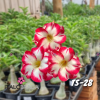 01 Rosa Do Deserto Enxerto White Border Red TS-28