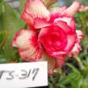 01 Rosa Do Deserto Enxerto triple petals TS-317