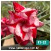 01 Rosa Do Deserto Enxerto Triple Blend TS-32