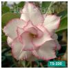01 Rosa Do Deserto Enxerto pink white tripla TS-330