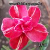 01 Rosa Do Deserto Enxerto Salmão listra Branca TS-38