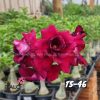 01 Rosa Do Deserto Enxerto Vermelho Negro Tripla TS-46