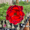 01 Rosa Do Deserto Vermelho com borda Preta Dobrada TS-51A