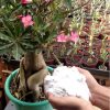 1kg Adubo Foliar 28-10-10 + micros nutrientes Fertilizante - Image 7