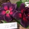 01 Rosa Do Deserto Enxerto triple lilac TS-222