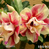 01 Rosa Do Deserto Enxerto PT-14 EGG ROLL
