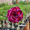 01 Rosa Do Deserto Quadrupla Paradise