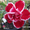 01 Rosa Do Deserto Vermelho mesclado Branco Dobrada PT-14 POP CORN / L-25