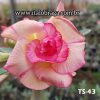 01 Rosa Do Deserto Enxerto Amarelo Listra Vermelho Dobrada PT-14 TS-43