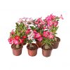 01 Muda Rosa Do Deserto Sortidas  2 Anos Já em Floração